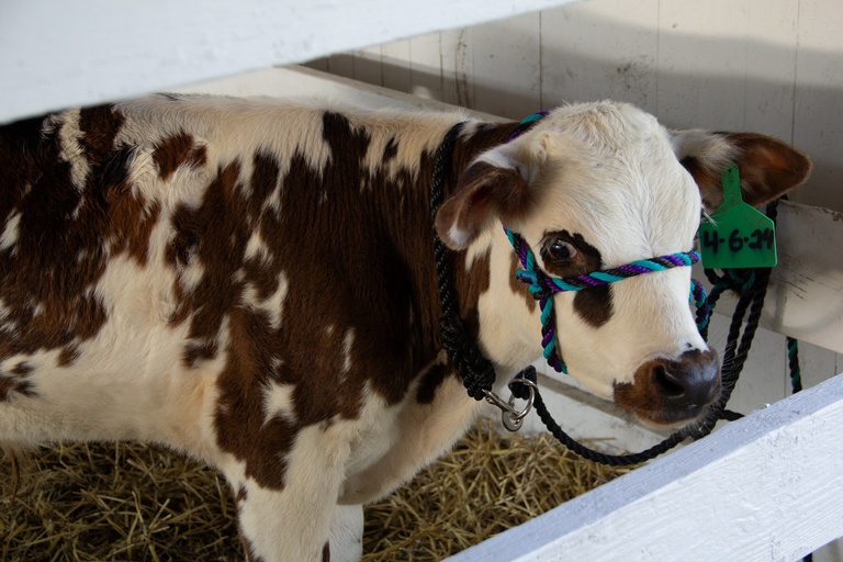 cow