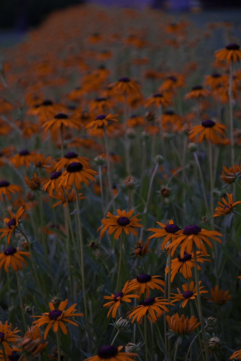 orange flowers