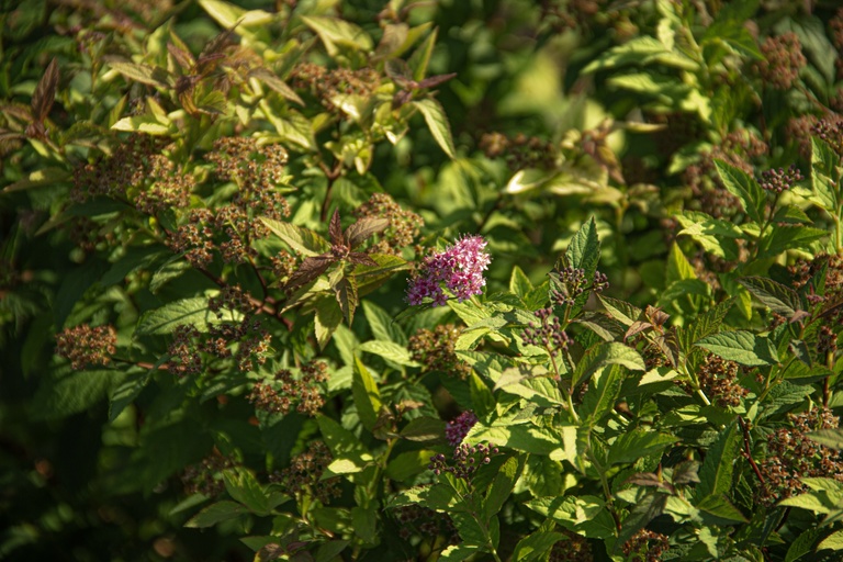 lolaflower