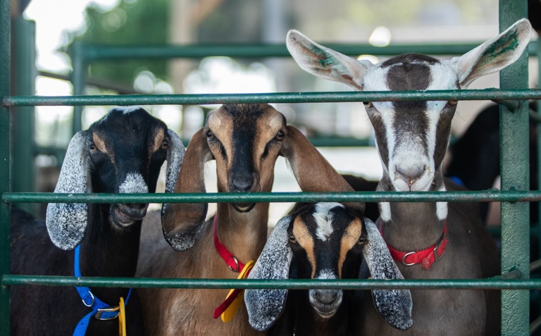 goats